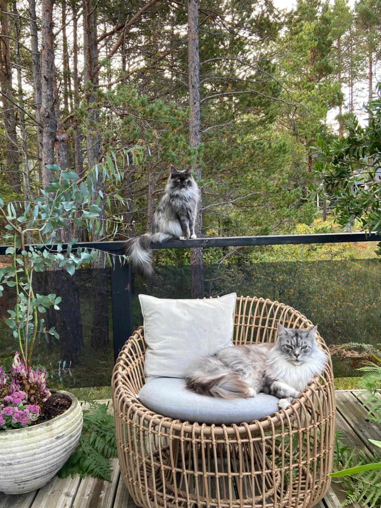 Maven Kustnaera Stugor Kappelshamn ภายนอก รูปภาพ